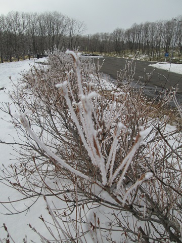 d0029363_1654117.jpg
