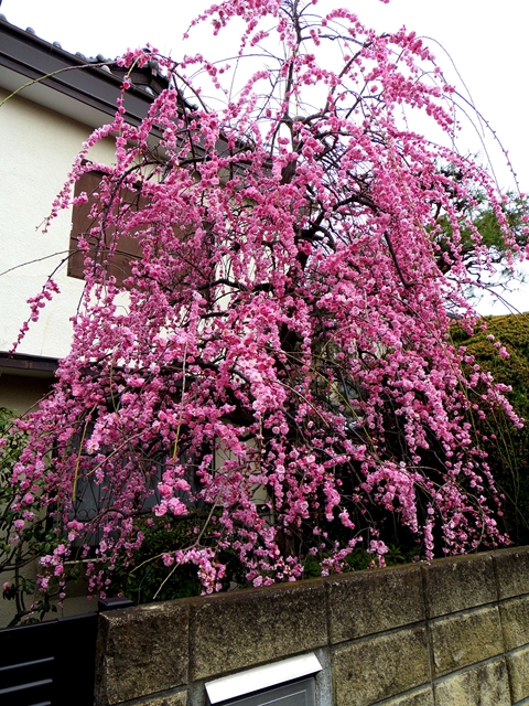 d0031171_8481768.jpg