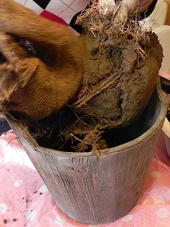 c0152002_18580224.jpg