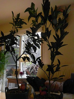 c0152002_18591529.jpg