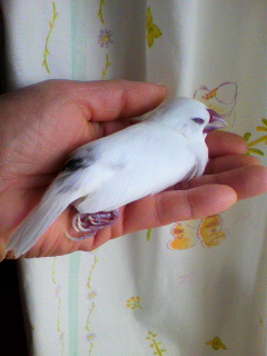 d0136216_1174250.jpg