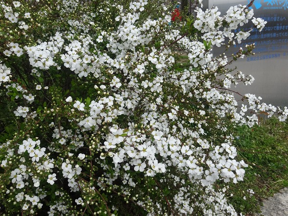 b0299042_169369.jpg