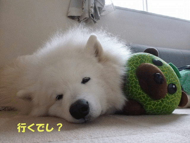 e0176159_19512123.gif
