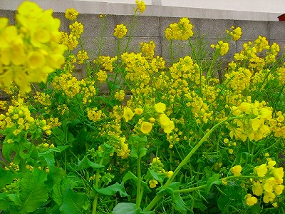 f0187402_2105199.jpg