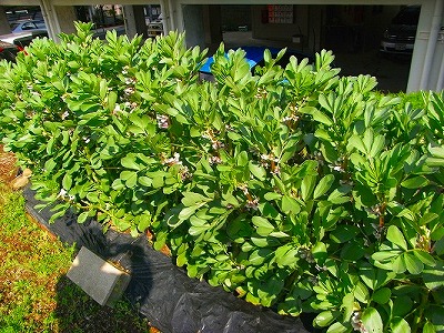f0187402_21542520.jpg