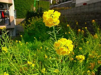 f0187402_2155204.jpg