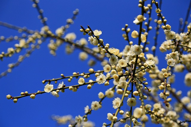a0242438_1773044.jpg