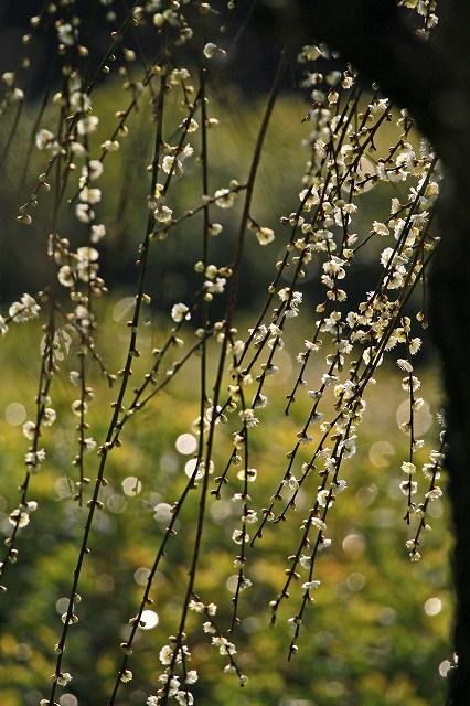 a0242438_1781091.jpg