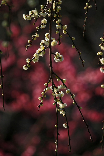 a0242438_178172.jpg