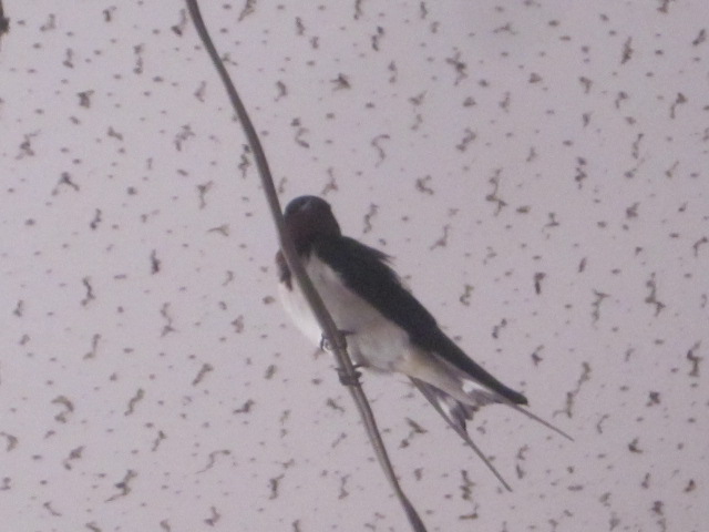 e0181260_2317442.jpg