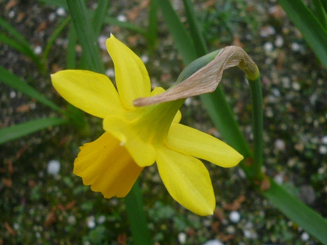 e0026017_1533398.jpg