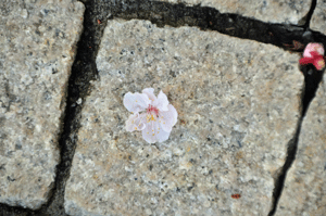 e0312121_22473152.gif