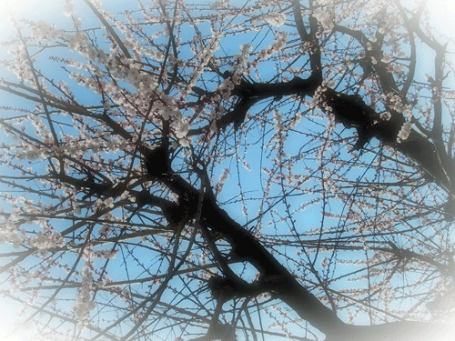 e0312121_22501298.gif