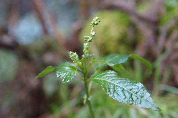 f0214649_1254271.jpg