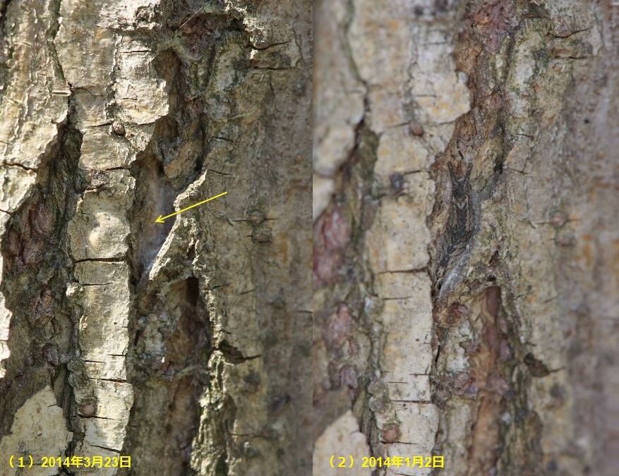 f0090680_21383246.jpg