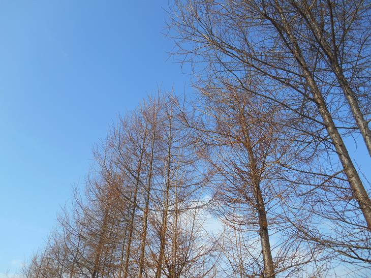 c0198781_15295620.jpg