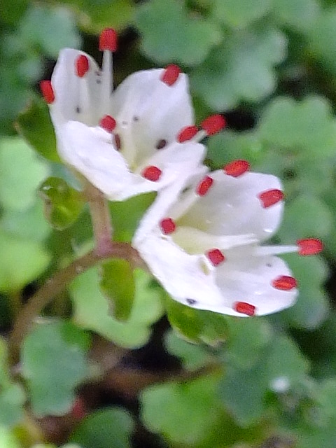 e0145782_1045948.jpg