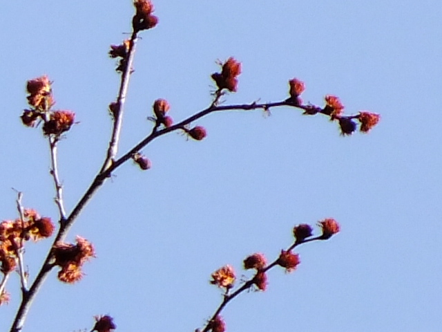 e0145782_10461718.jpg