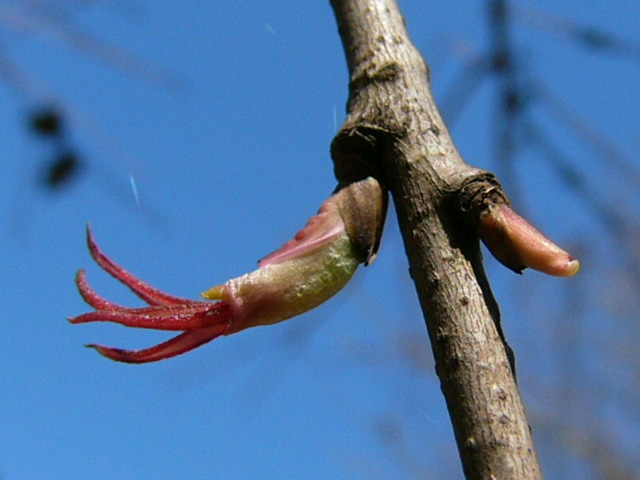 e0145782_1050810.jpg
