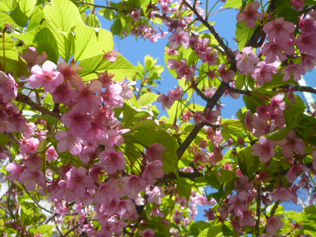 c0236283_6562555.jpg