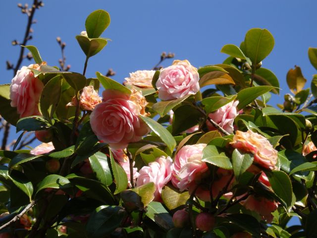 f0130894_2142217.jpg