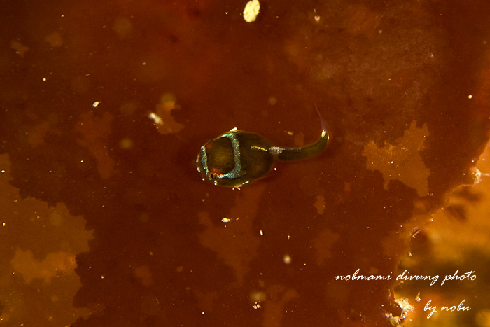 d0237353_9475444.jpg