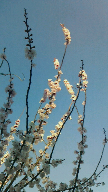 c0123272_17421233.jpg