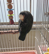 f0234590_951446.png