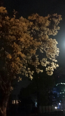 c0201427_22444263.jpg