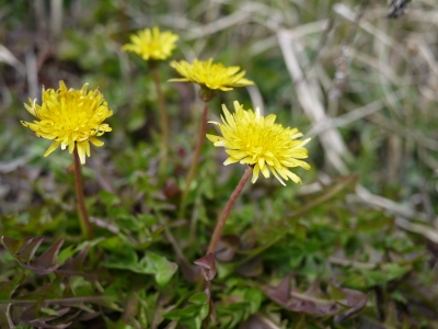 e0325038_21373638.jpg