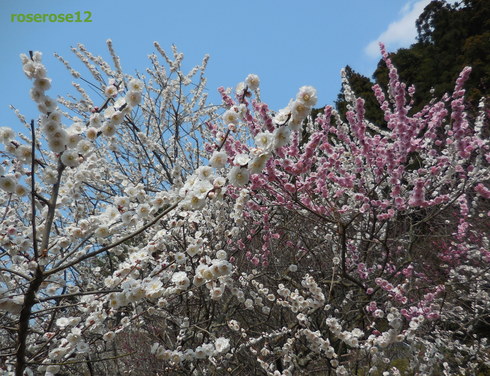 a0249051_15095.jpg