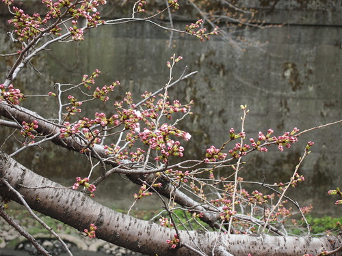 b0268454_11364990.jpg