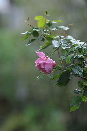 c0186463_2348918.jpg