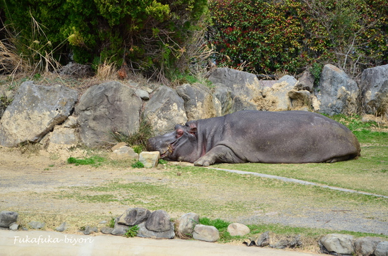 a0153577_12312057.jpg