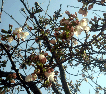 a0004802_2055850.gif