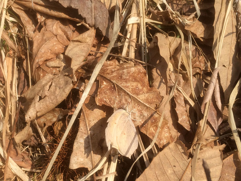 e0162117_1210161.jpg