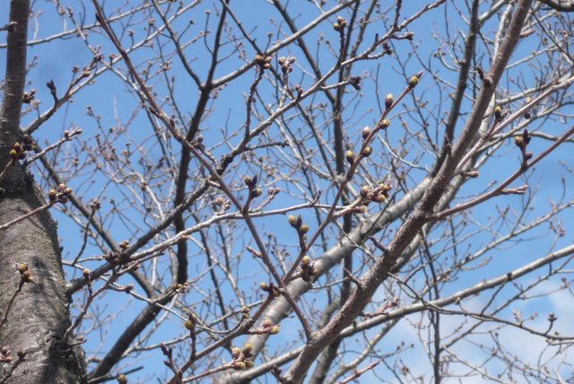c0076218_144333.jpg