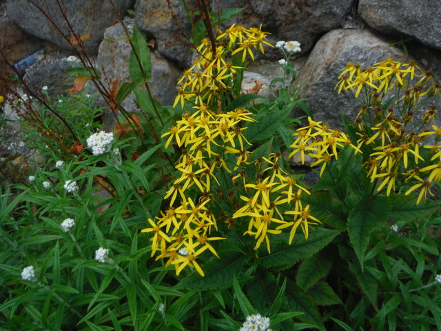 b0136931_9364719.jpg
