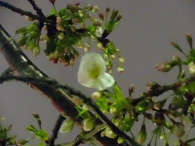 f0141840_00242829.jpg