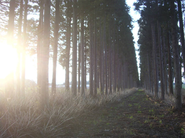 f0033745_1124434.jpg