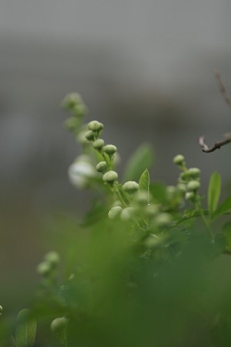 c0186463_2311102.jpg