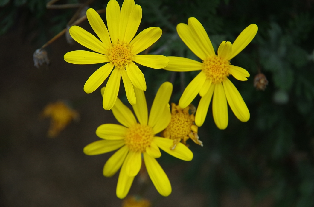 d0031171_161551.jpg