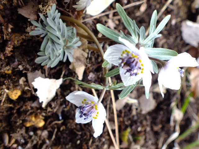 e0145782_1634473.jpg