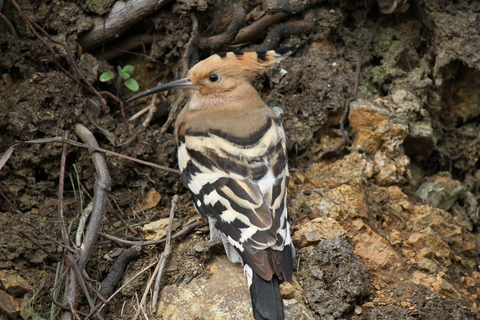 e0197884_1243172.jpg