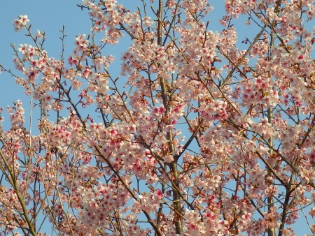 a0125598_21091392.jpg