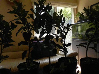 c0152002_10394146.jpg