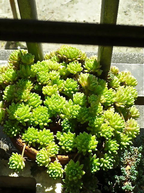 b0027736_1252169.jpg