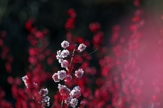 a0242438_2010277.jpg