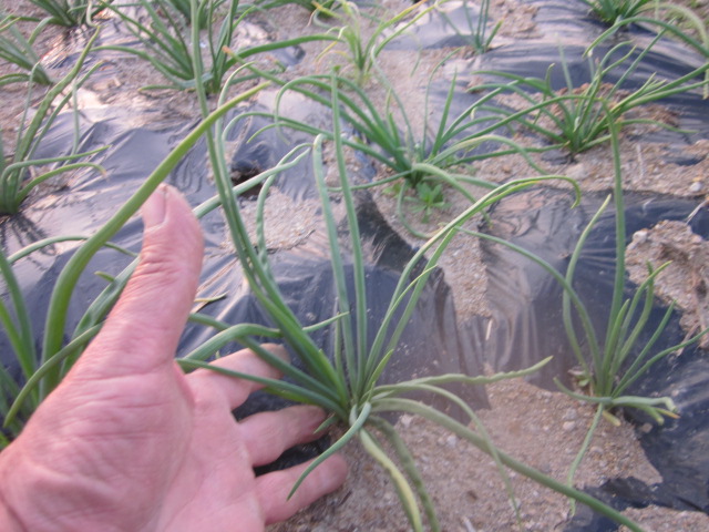 e0181260_21263285.jpg