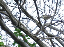 e0130185_1501298.jpg